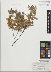 Foto von Salix geyeriana Andersson